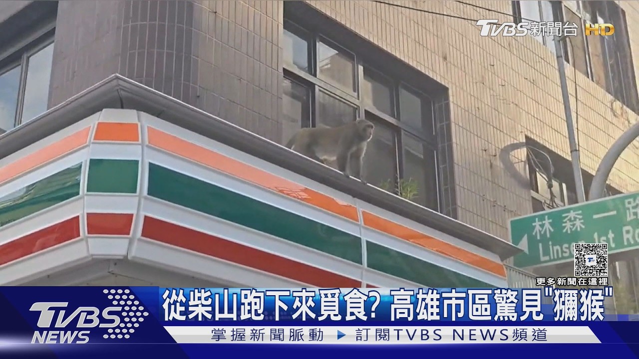 影音／從柴山跑了6公里？　高雄市區驚見獼猴　農業局麻醉捕抓