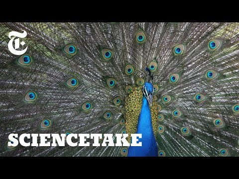 Watch: Peacocks Shake and Rattle to Attract Females | ScienceTake