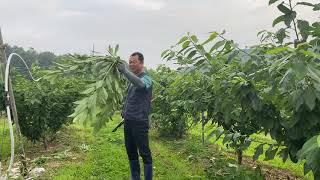 체리 여름전정 세력안정된거 3년생 2020.7.6
