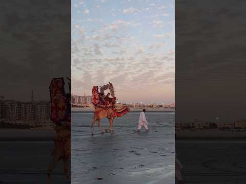 Camel riding at sea view Karachi #youtubeshorts #shorts #viral #seaviewkarachi