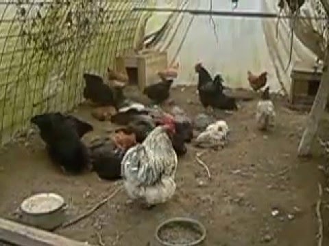 Geflügelhaltung klappt auch ohne Milben