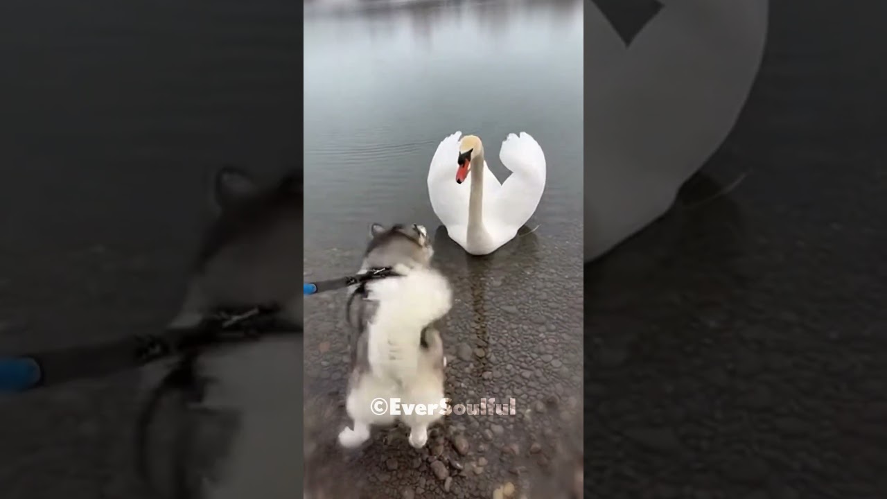 They Have an Unusual Connection 💖