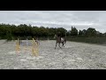 Mustang de Vima - Hongre de 4 ans