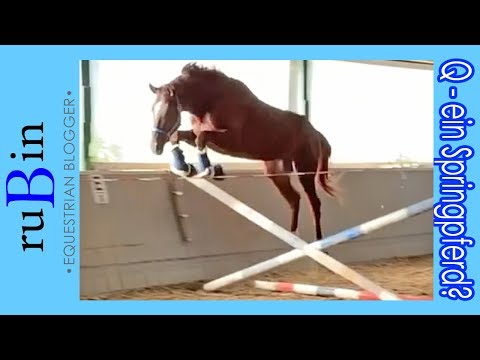 Q - doch ein Springpferd?