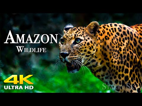 Animals Of Amazon Rainforest in 4K ULTRA HD - Scenic Wildlife Film With Relaxing Music