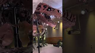 A real life Tyrantrum #pokemon?!