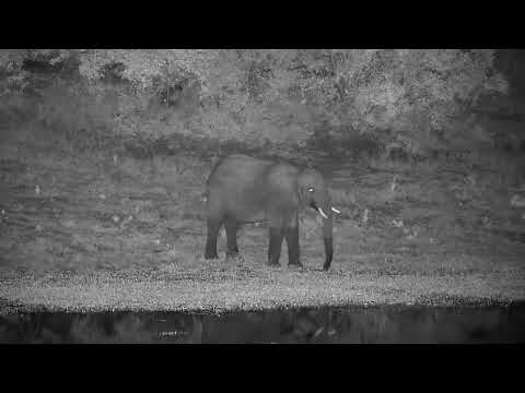 Djuma: Lone Elephant gets a drink at dam - 18:37 - 05/11/2022