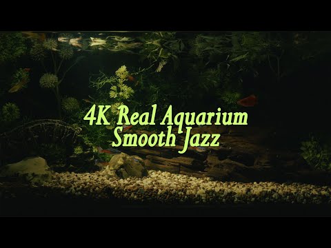 4K Real Aquarium Smooth Jazz Relaxing for 2 hours