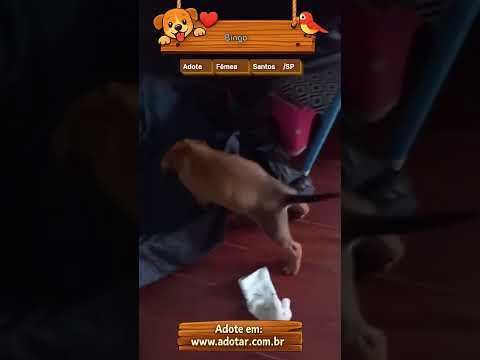 Vídeo de Bingo