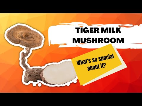 The Power of Tiger Milk Mushroom [The Most Rarest Mushroom in Southeast Asia]