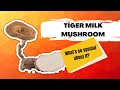 The Power of Tiger Milk Mushroom [The Most Rarest Mushroom in Southeast Asia]
