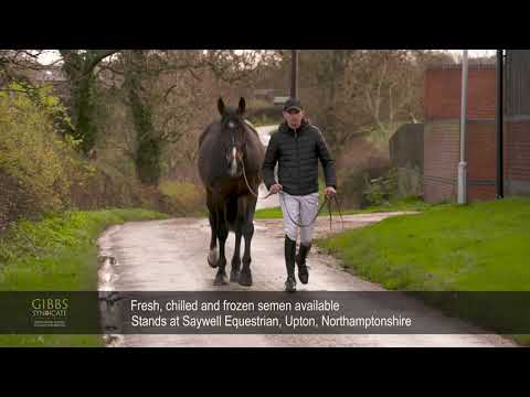 Showjumping Stallion - top British Breeding Showjumping stallion 2020