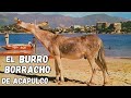 The True Story Of The Donkey Of La Roqueta In Acapulco