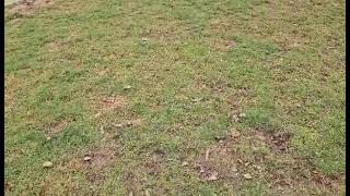 Video preview image #1 Mutt Puppy For Sale in Columbus, IN, USA