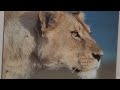Lion Camp Lioness Sanctuary Safari Park Escondido SanDiego California ️ SafariWorld