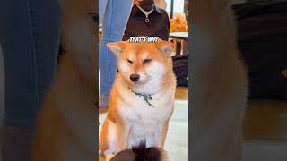 Download lagu I WENT to a Dog Cafe in Japan 🐕 #shorts mp3