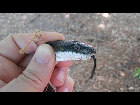 There's a Snake in my Birdhouse!