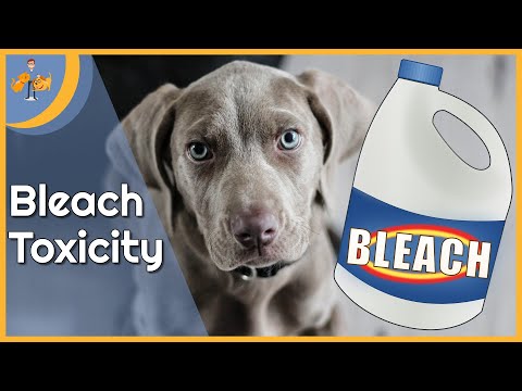 Bleach Poisoning in Dogs - an everyday danger