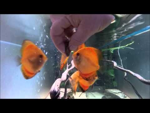 Gopro inside fish tank. Discus Stendker Red Marlboro 4mois