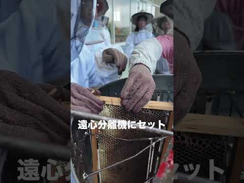 バイオデータサイエンス学科 学生が挑む！初夏の採蜜体験