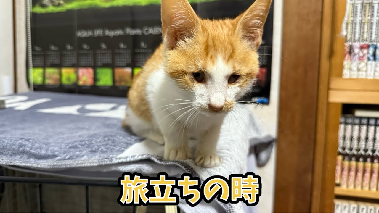 保護猫ちびすけ旅立ちの時