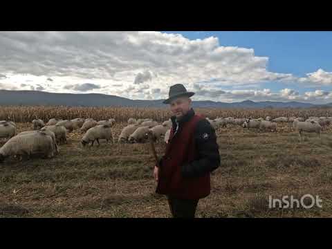 Oile Breze A DL Satmar Elisei .Se Spune ca Are Cele Mai Frumoase Oi Breze din Zona .