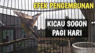 Download lagu KICAU SOGON PAGI HARI sangat ampuh untuk PANCINGAN SOGOK ONTONG MALAS BUNYI mp3 Download lagu KICAU SOGON PAGI HARI sangat ampuh untuk PANCINGAN SOGOK ONTONG MALAS BUNYI mp3