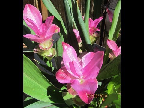 Buồn muôn thuở - Quang Tuấn