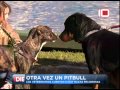 Video: Otra Vez un Pitbull