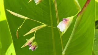 2025 8 13 水竹芋 再力花 國立台灣大學 農學院
