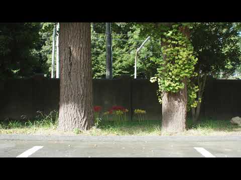 人文社会学科 【不在の時間#37】彼岸花　愛知大学 豊橋キャンパスの様子