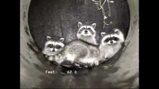 preview picture of video 'Playful Raccoons in Storm Drain'