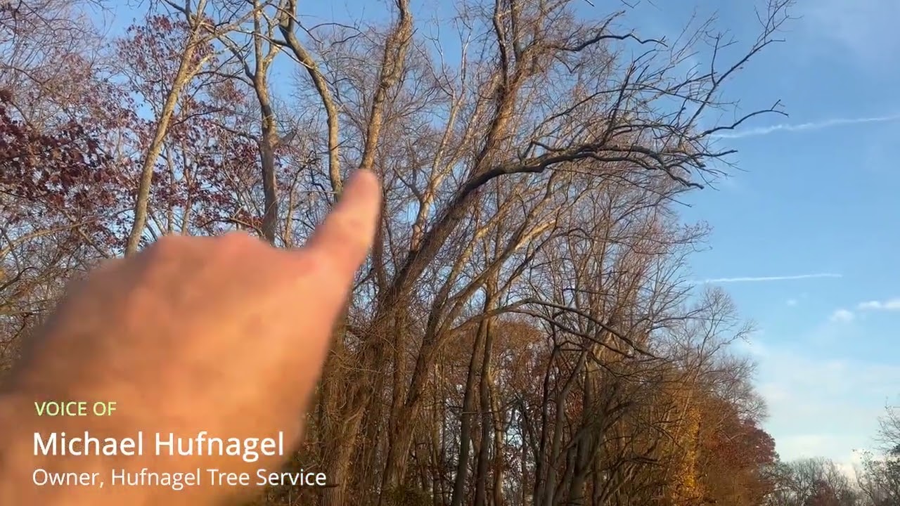 Hufnagel Tree Service | Hidden Risks: Why Tree Inspections Matter