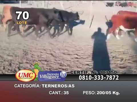 Lote 35 Terneros/as en Santa Anita, Entre Ríos