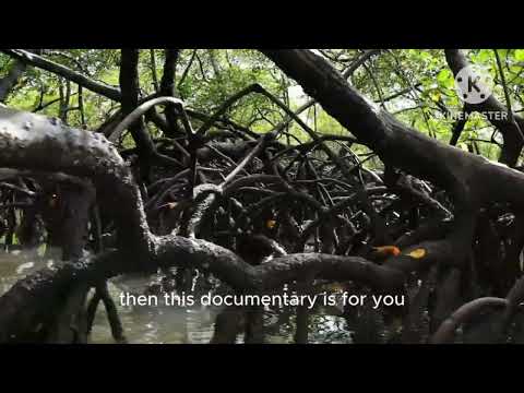 Eco-Tourism Wildlife Tours