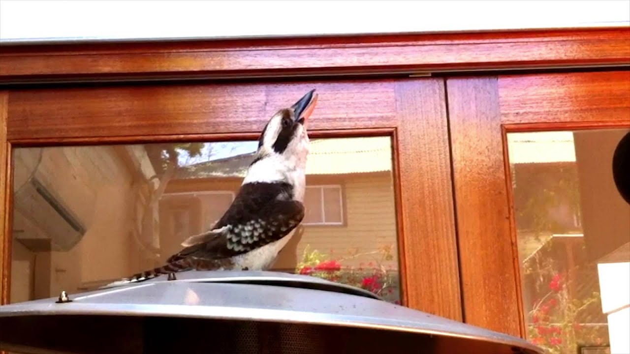 Impressive Kookaburra call