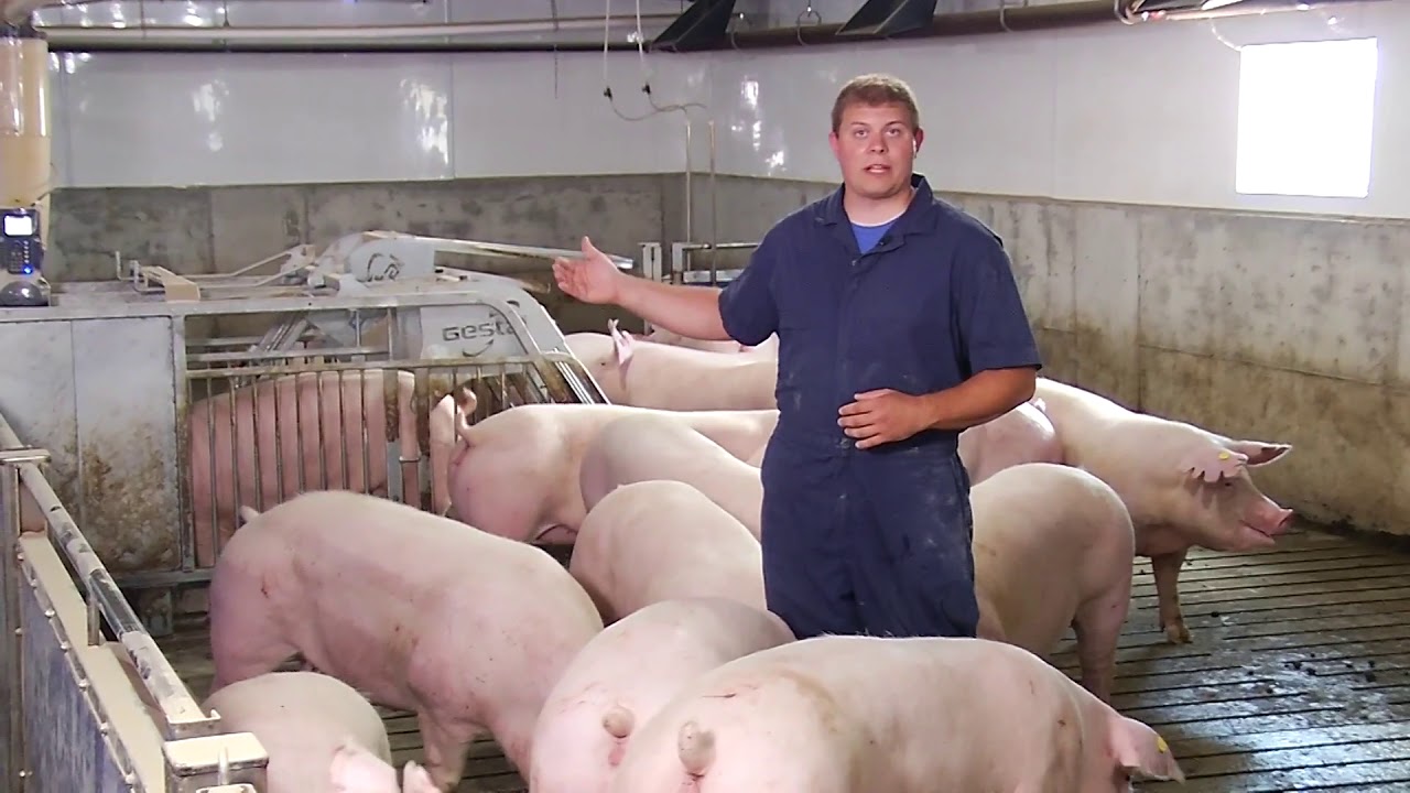 Swine Group Housing Care