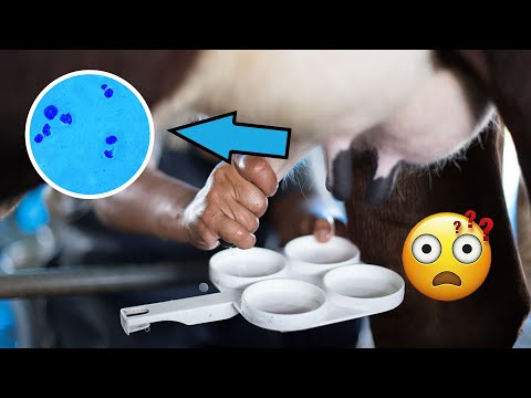 The Role of Somatic Cells in Cow Milk Quality and Safety