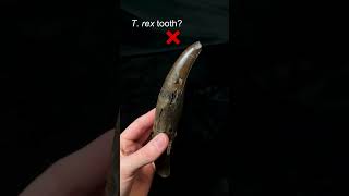 Which one of these teeth belonged to a T. rex  #dinosaur #palaeontology
