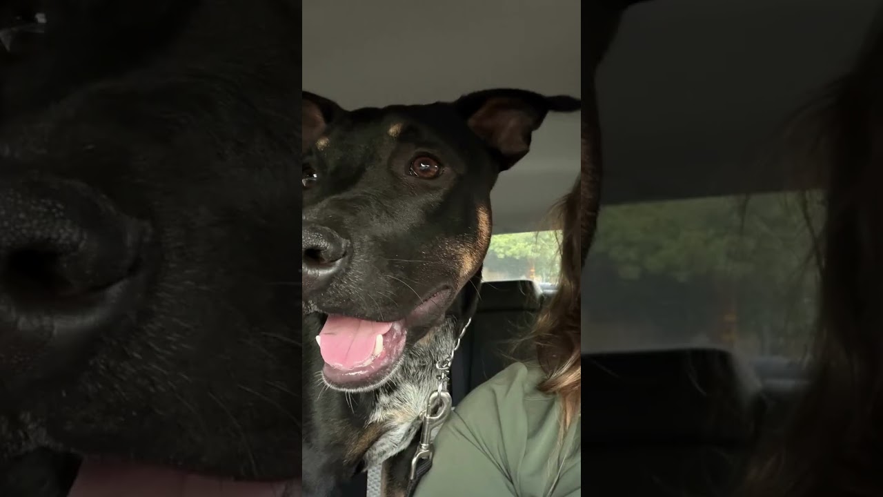 Enlarge Leo, a Adoptable mixed breed in Los Angeles, CA video 5/6