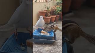 Download lagu 🐿️🐈#வேனுமா இல்ல வேனா வேனா#skyfire#viralvideo#shorts #shortsfeet#cutebird#viwesforlikes #2026shorts🐂 mp3