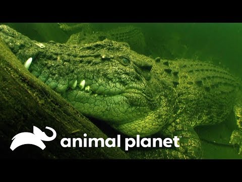 Ataque do crocodilo de água salgada | Perigo na Austrália | Animal Planet Brasil
