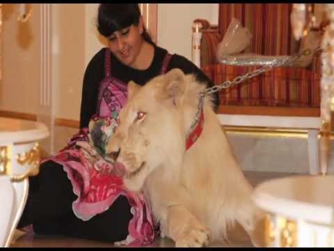 Celebrating the 4th Birthday of Sheikha Latifa's  Lion "Baby".