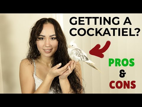 The Shocking Pros and Cons of Owning A Cockatiel – Must Watch Advice Before Bringing One Home!