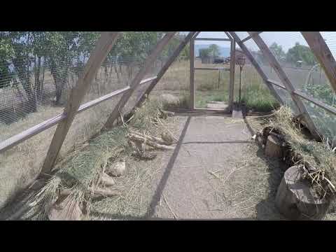 A TOUR OF OUR NATURAL QUAIL COOP