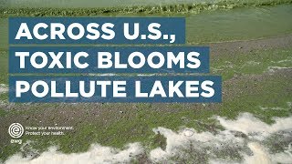 Harmful Algal Blooms Pollute U.S. Lakes