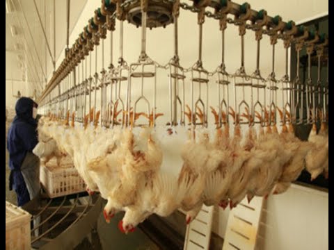 live chickens hang on the automatic slaughtering line