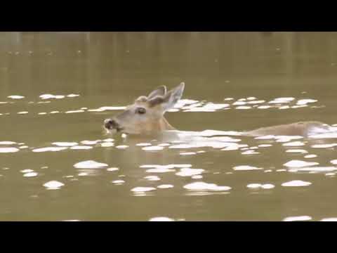 Hero Hippos Come to Rescue Impala from Wild Dogs  Wild Animal Attacks  Animals Hero