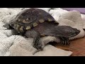 Pancho the turtle 🐢 ASMR // rubbing cloth noise to help you relax 