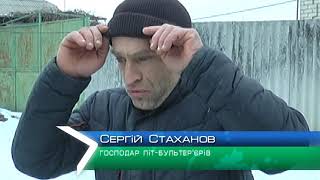 На Харківщині два піт-бультер’єра напали на людину